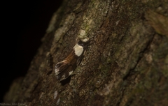 Coesyra hemiphragma