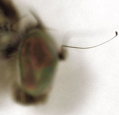 Helichochaetus discifer