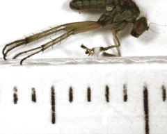 Helichochaetus discifer