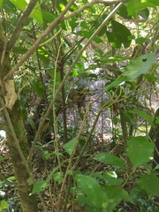 Melicytus ramiflorus ramiflorus