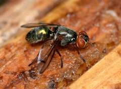 Senopterina caerulescens