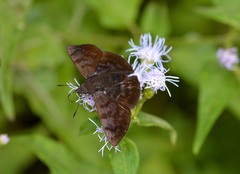 Pellicia arina