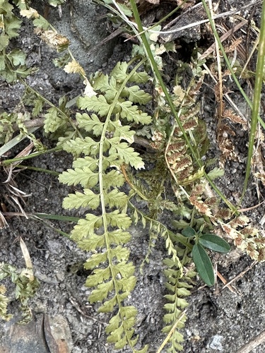Asplenium incisum iNat (3)