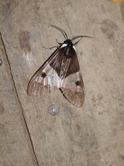 Dysschema marginalis