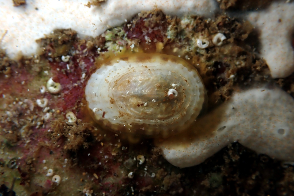 Tugali cicatricosa
