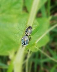 Cosmopepla decorata