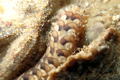 Lepidonotus melanogrammus image