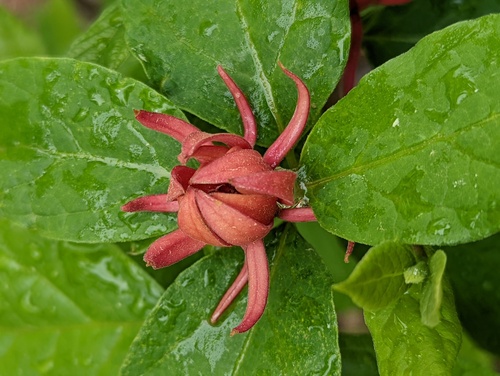 Calycanthus floridus