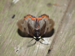 Dysschema marginalis