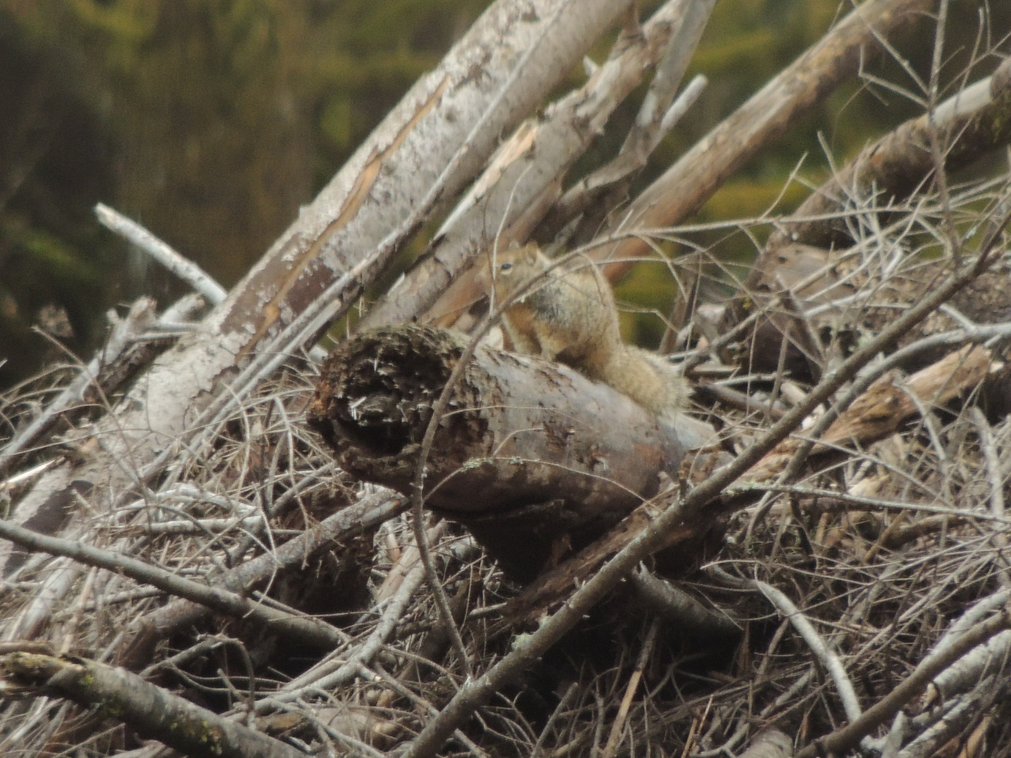 Otospermophilus beecheyi douglasii (Richardson, 1829)