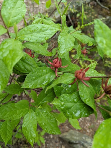 Calycanthus floridus