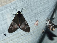 Dysschema marginalis