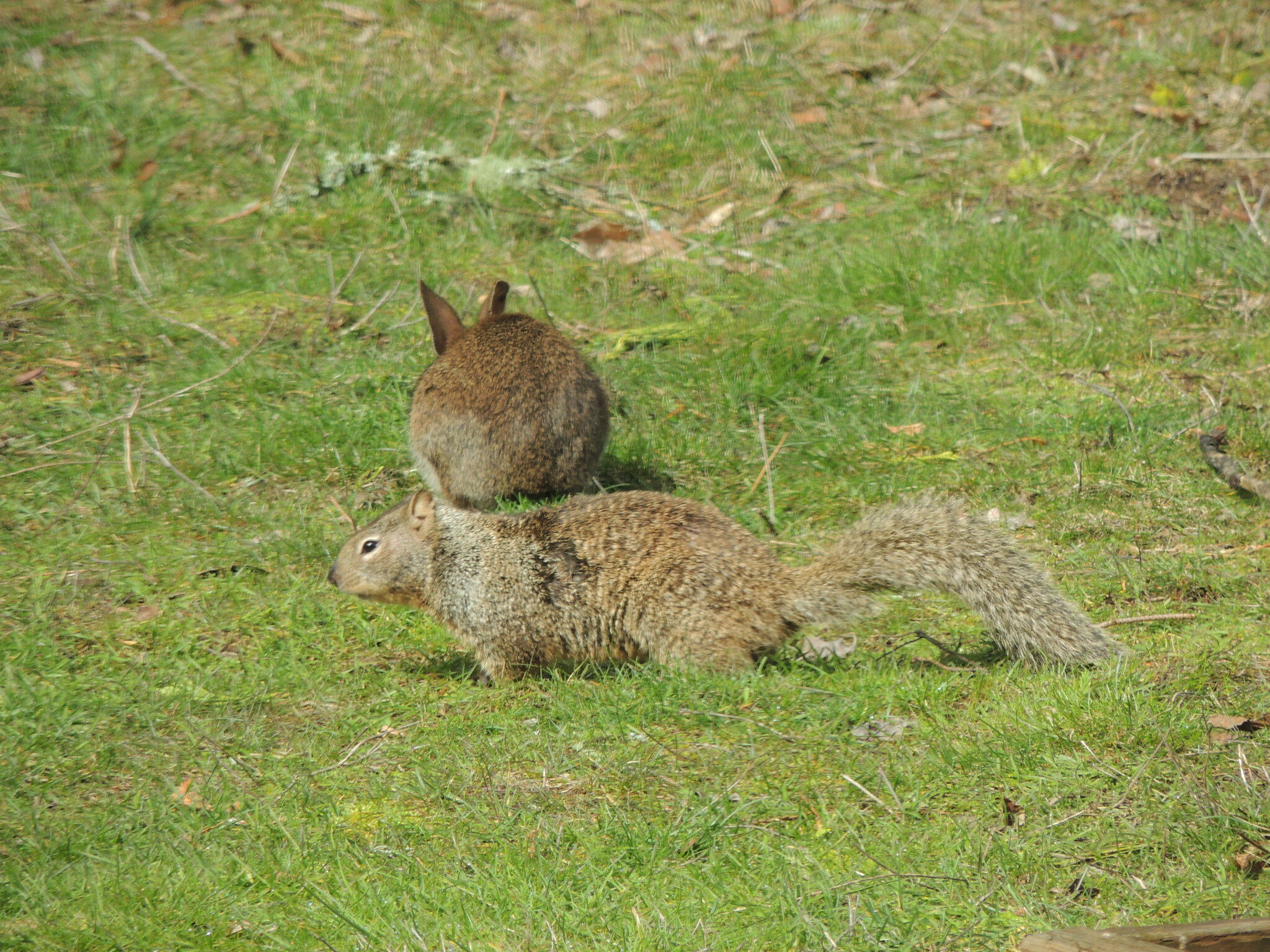Otospermophilus beecheyi douglasii (Richardson, 1829)
