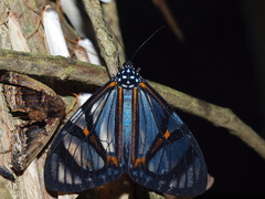 Hypocrita phanoptoides