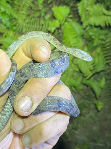 Photo of a Hispaniola Boa (Chilabothrus gracilis)