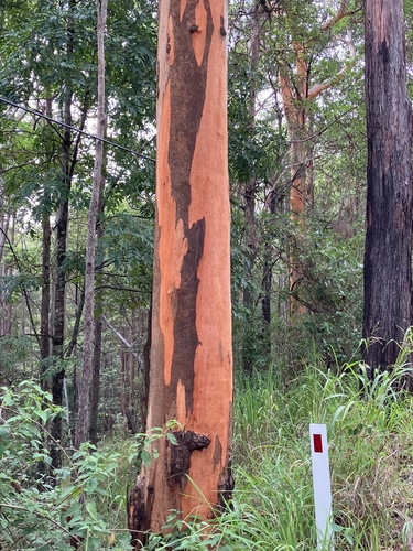 Eucalyptus propinqua H.Deane & Maiden
