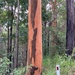 Eucalyptus propinqua - Photo (c) brooks70, μερικά δικαιώματα διατηρούνται (CC BY-NC), uploaded by brooks70