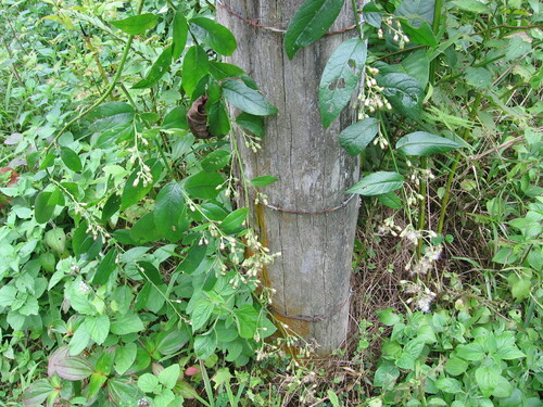Blumea riparia iNat (2)