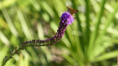 Hesperia meskei straton