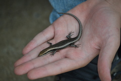 Notomabuya frenata