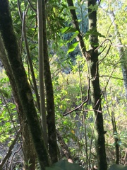 Corynocarpus laevigatus