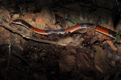 Oxyrhopus petolarius