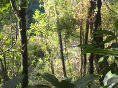 Corynocarpus laevigatus