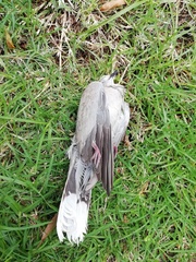 Streptopelia decaocto