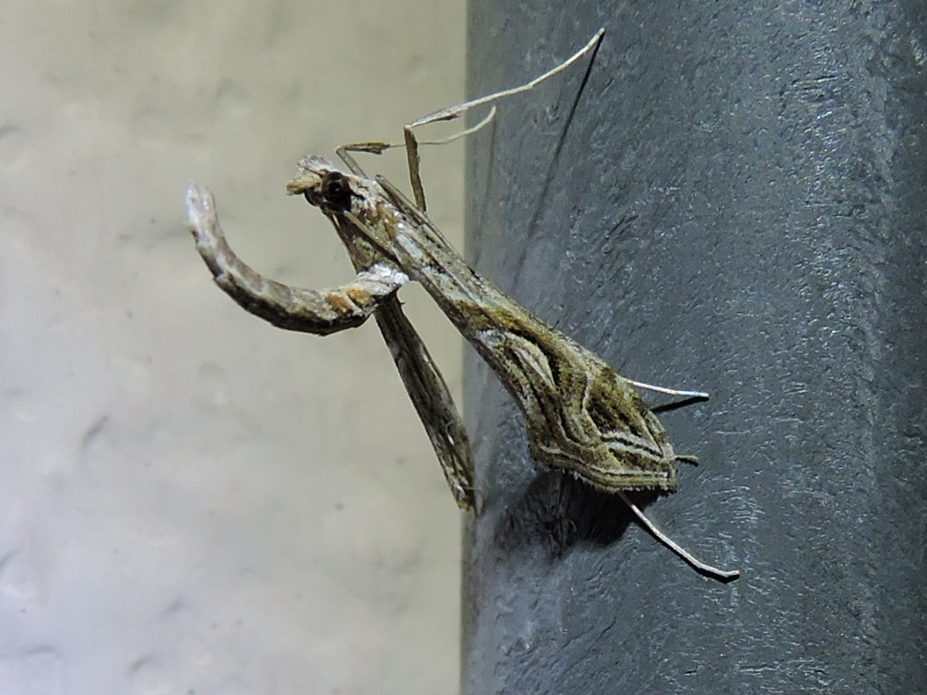 Eggplant Leafroller Moth