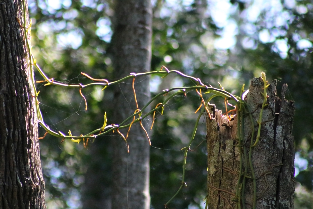 Pseudovanilla foliata