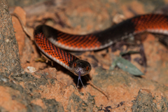 Oxyrhopus petolarius