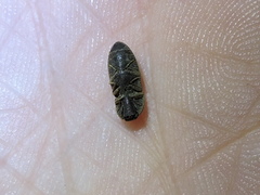 Agrypnus rectangularis