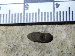 Agrypnus rectangularis