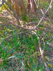 Parsonsia heterophylla