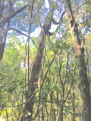 Parsonsia heterophylla