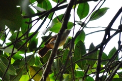 Cantorchilus leucotis