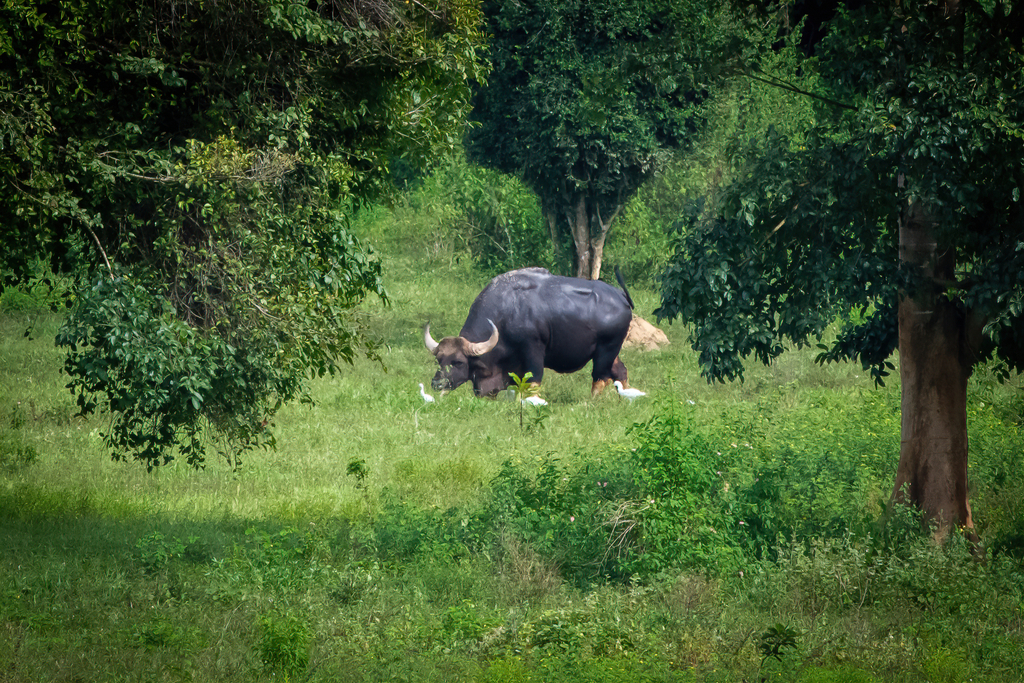 Gaur Collection Gaur in November 2021 by billyschofield · iNaturalist