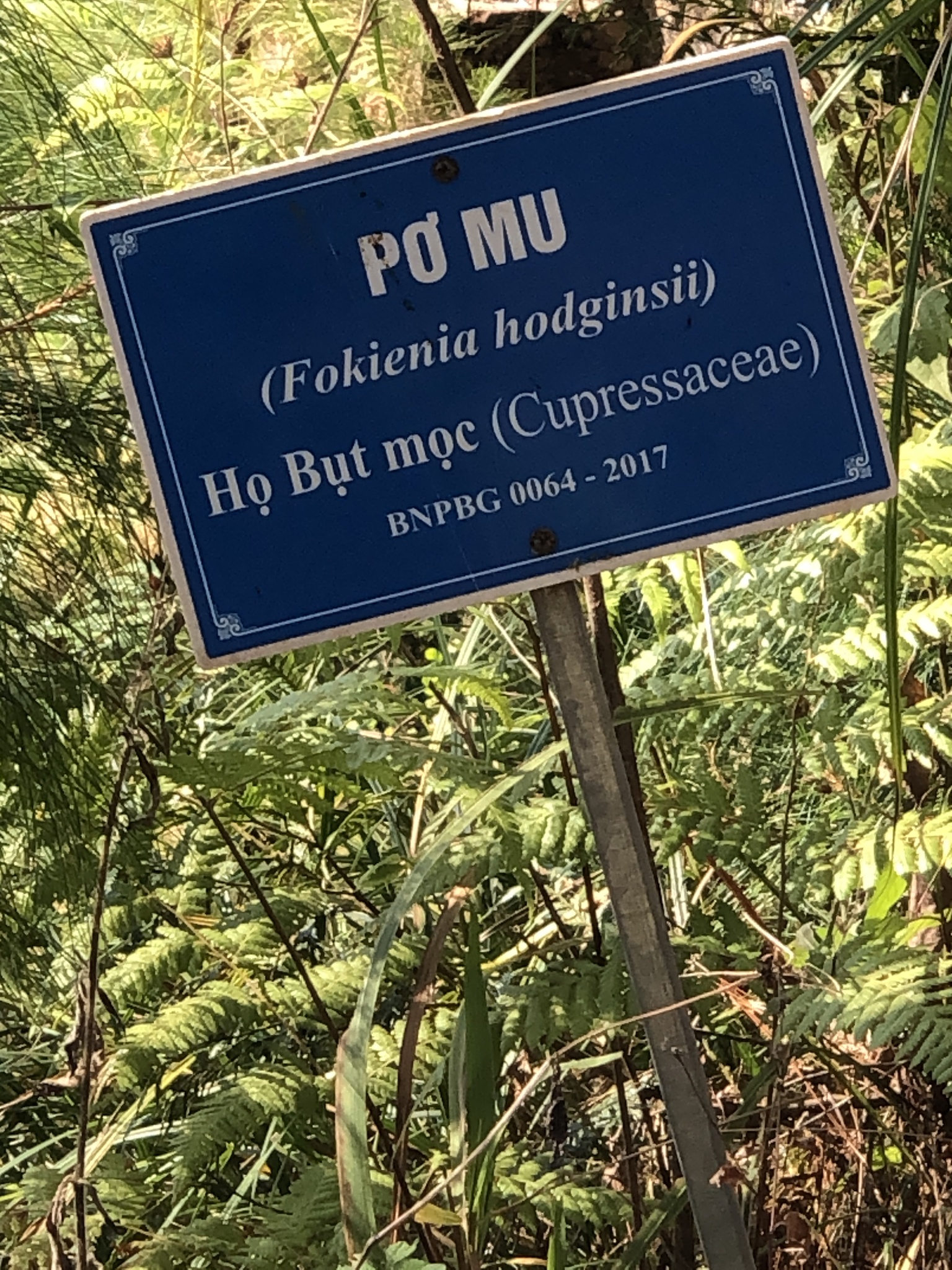 Fokienia hodginsii (Fokienia hodginsii)