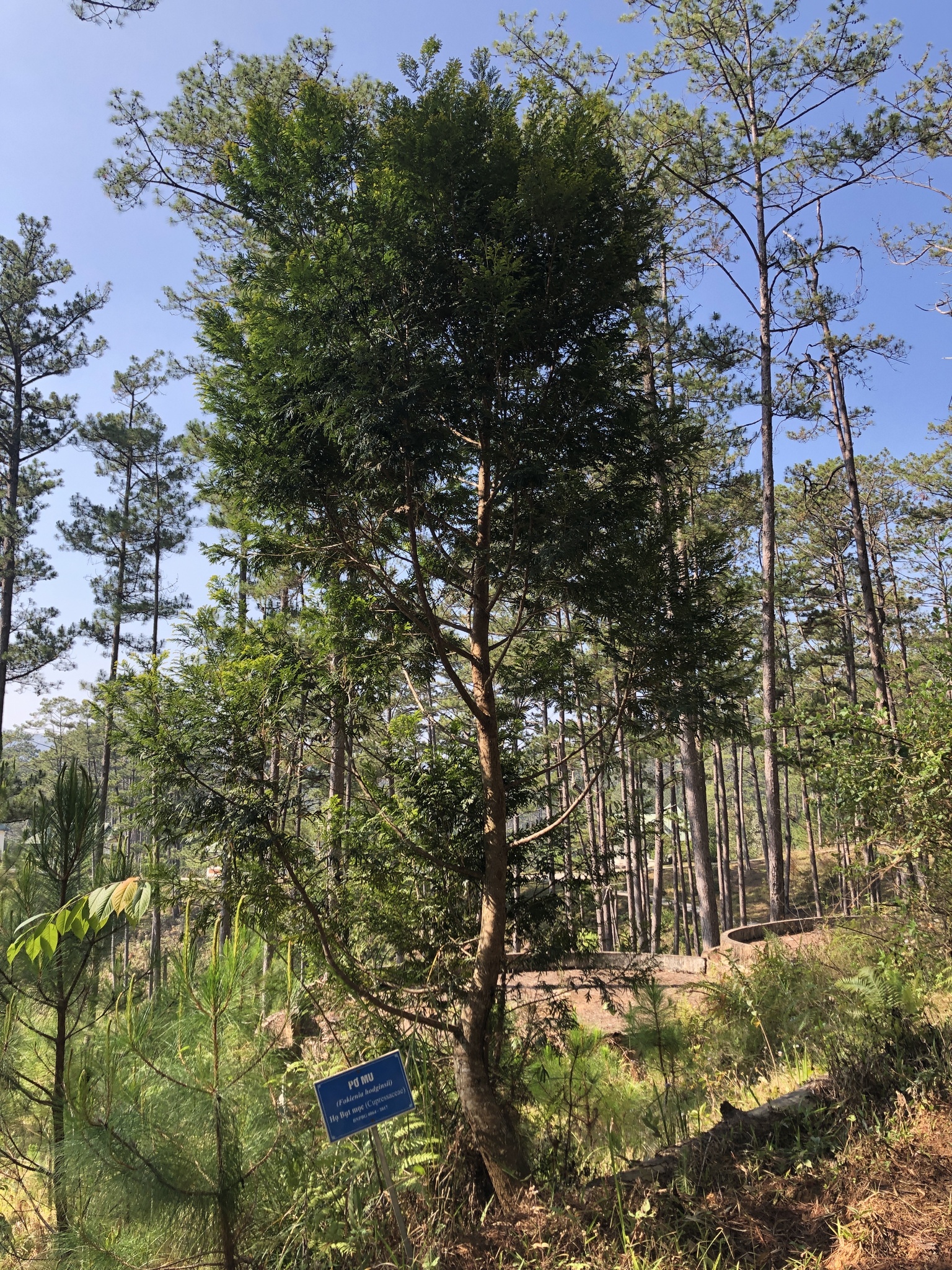 Fokienia hodginsii — ảnh 2