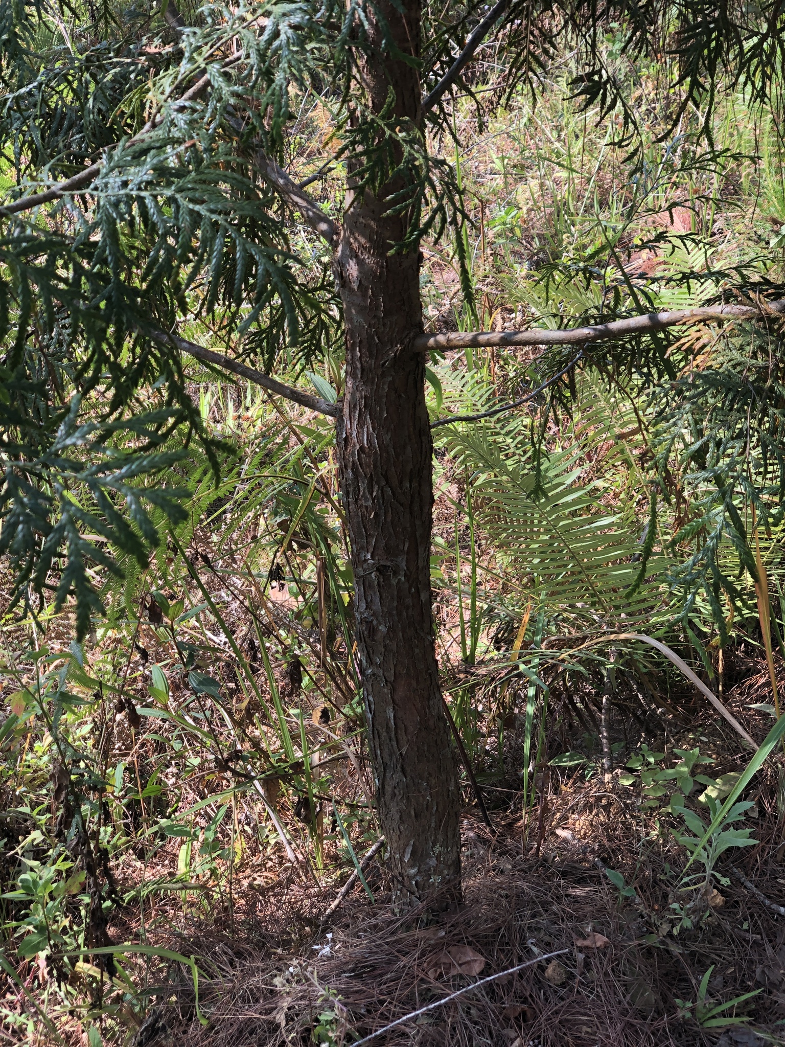 Fokienia hodginsii — ảnh 3