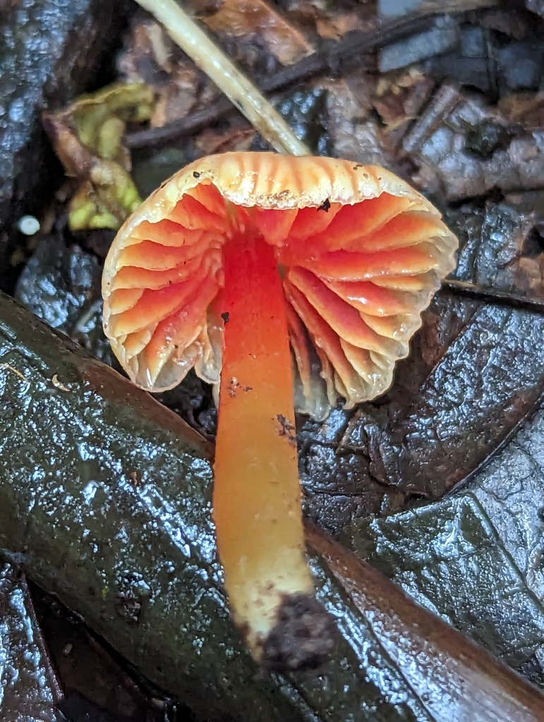 Hygrocybe mirabilis · March 2023 · photo: © alan_rockefeller (iNaturalist, cc-by-sa)