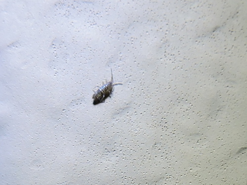 Seira bipunctata