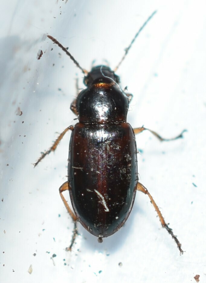 Stenolophini