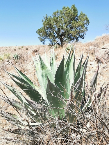 Agave durangensis