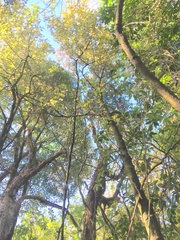 Parsonsia heterophylla