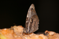 Opsiphanes tamarindi