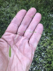 Kellochloa verrucosa