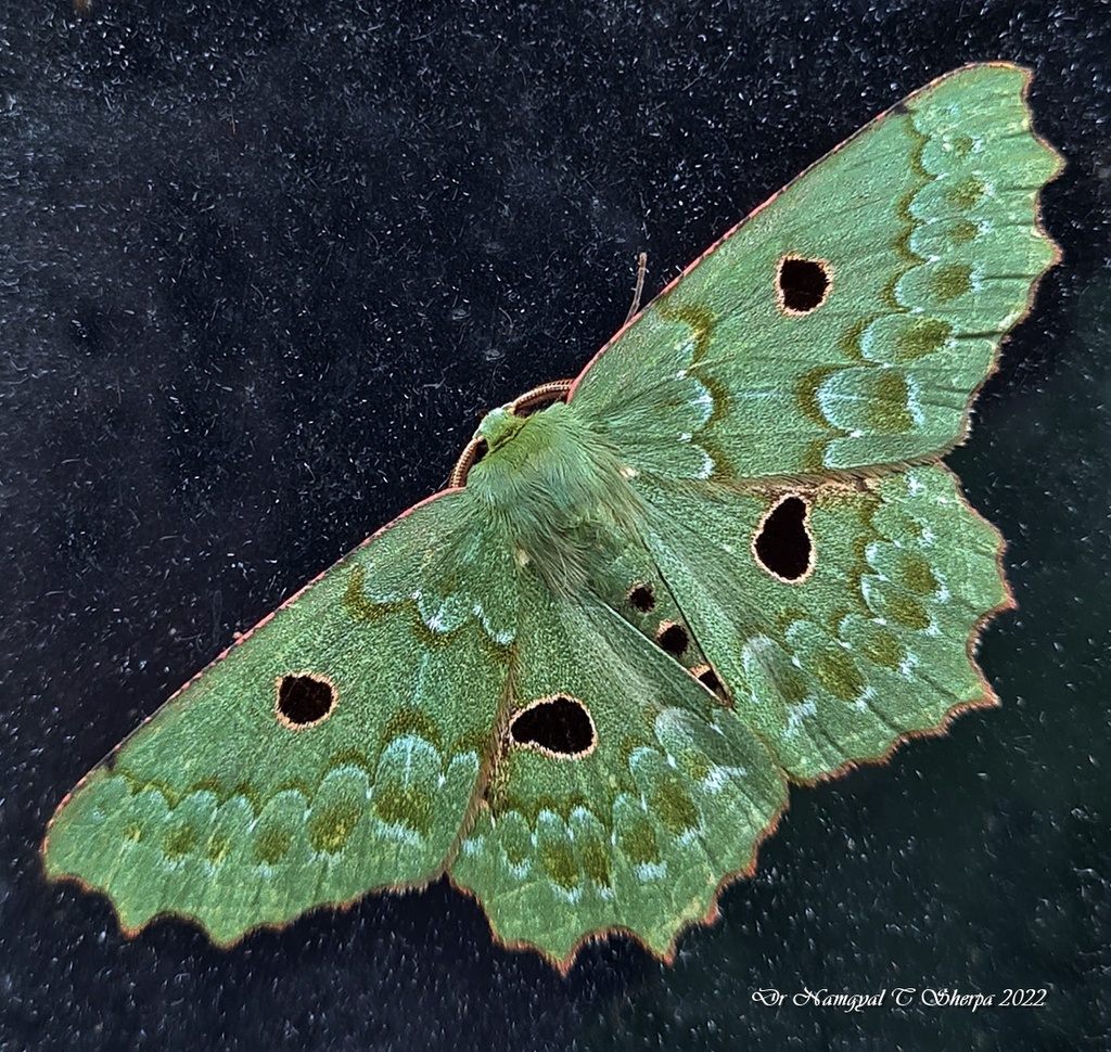 Chlorodontopera discospilata