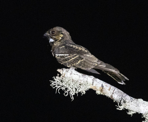 Jerdon's Nightjar (Caprimulgus atripennis), photo 6