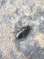 Harpalus tardus